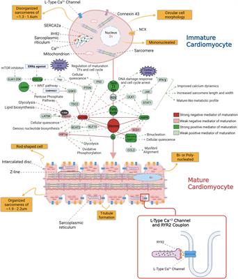 Using human induced pluripotent stem cell-derived cardiomyocytes to understand the mechanisms driving cardiomyocyte maturation